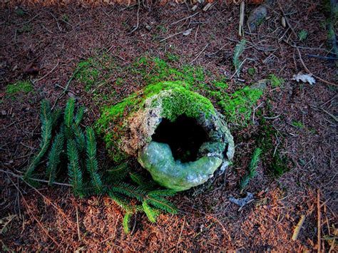 Free Images Tree Nature Forest Wood Leaf Stump Wildlife Green