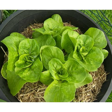 Lettuce Seed Bibb Leaf Butterhead Lettuce Seeds Heirloom Non Gmo