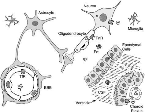 2 Brain iron uptake and mobilization. The main areas of iron entry to... | Download Scientific ...