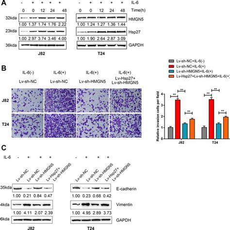 Hmgn Interacts With Hsp To Modulate Bladder Cancer Cell Invasion And