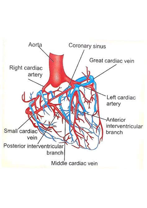 CORONARY CIRCULATION: FEATURES, AND FACTORS / Med query