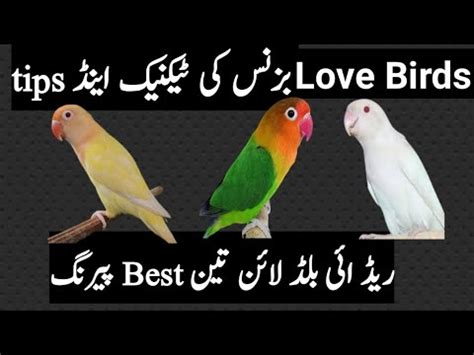 Love Birds Business Ki Techneek And Tips Top 3 Love Birds Pairing