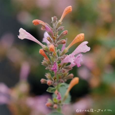Agastache Kudos Ambrosia 1gal Cornell Farm