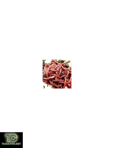 Red Californian Worms for compost..