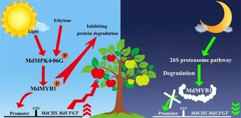 Plant Journal 北京农学院姚允聪田佶团队揭示苹果果实花色素苷积累的调控新机制 知乎