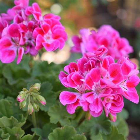 How To Grow Heat Loving Geraniums The Fancy Garden