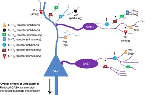 Serotonergic Influence On Gabaergic Neurotransmission In Limbic System