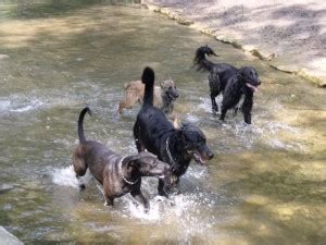 Dressage Chien Paris Educateur Canin Acte Chien La Baignade De