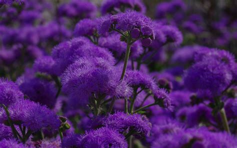 Download Wallpaper 3840x2400 Flowers Purple Plant Macro 4k Ultra Hd 16 10 Hd Background