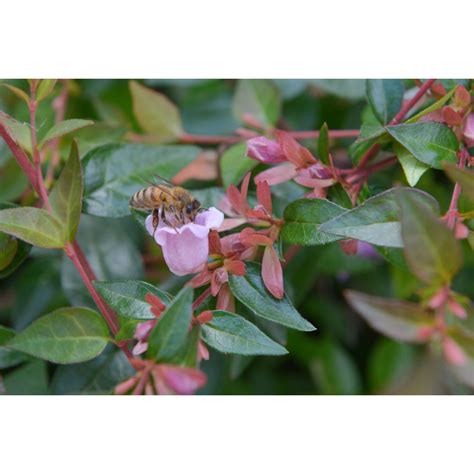 Abelia X Grandiflora Edward Goucher Vaso L Obi