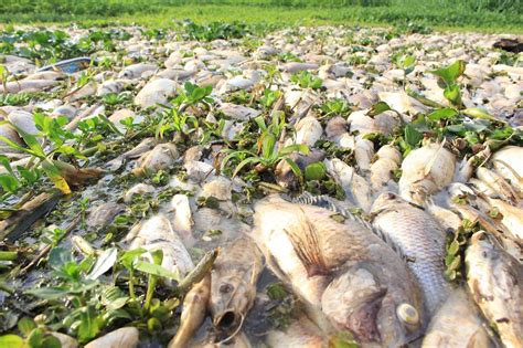 Despejo Irregular Industrial Causa Mortandade De Peixes No Rio