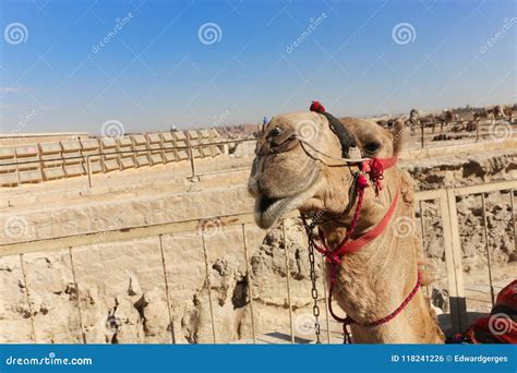 Camels In Giza Pyramid Egypt Stock Photo Image Of Arabic Culture