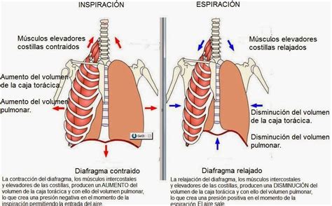 Fortalece tus músculos respiratorios guía completa para mejorar tu