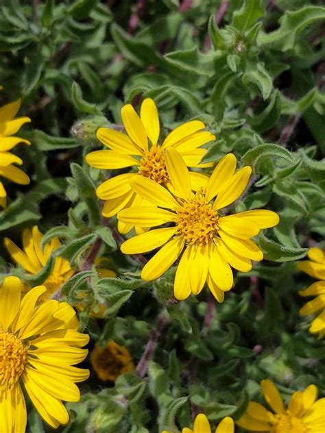 Heterotheca Villosa Hairy Goldenaster City Of Fort Collins