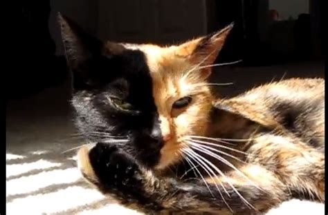 The Genetics Behind Venus, the Mysterious Two-Faced Cat | Smithsonian