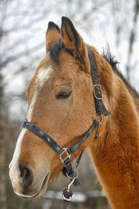 Brown Horse Stock Photo Image Of Mammals Akhal Husbandry 40152054