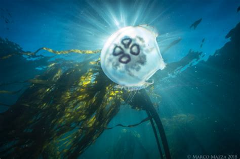 Greater Moon Jelly Del Monte Forest Field Guide Inaturalist