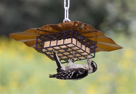 Duncraft Upside Down Disk Suet Feeder Bird Feeders Suet Feeder