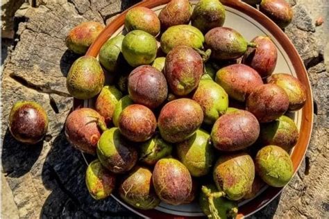 Mengenal Matoa Buah Dari Papua Yang Bermanfaat Untuk Kecantikan Kulit