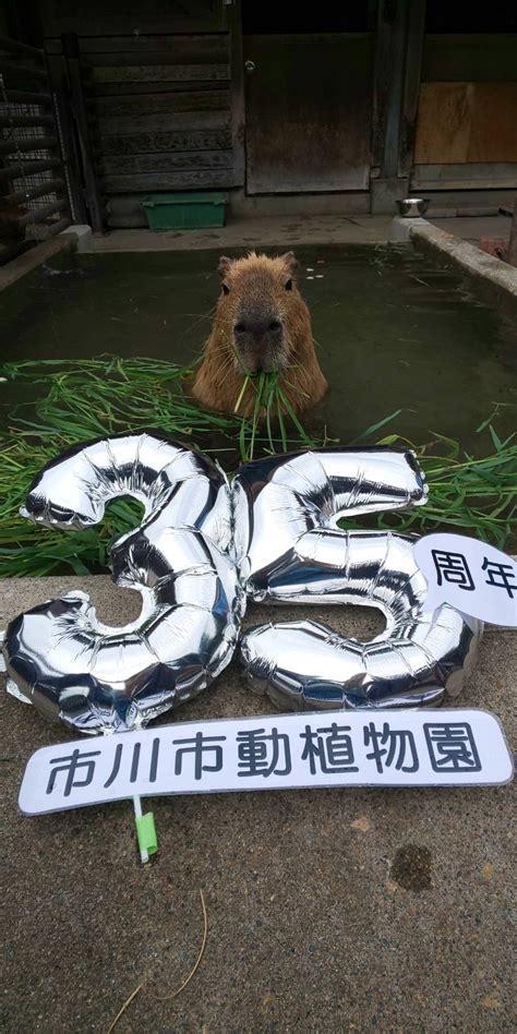 市川市動植物園（公式） On Twitter 本日8月21日は 市川市動植物園の開園記念日です おかげさまで 今年、35周年を迎えることが