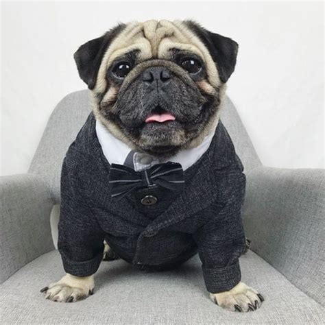Alpha Wedding Dog Suit Jacket Dress Coat Supreme Dog Garage