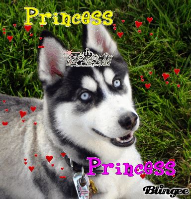 WOOF Hardcore Husky Forums
