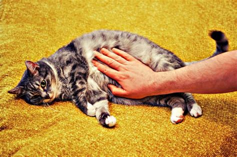 Inflammatory Bowel Disease Ibd In Cats A Guide Thecatsite