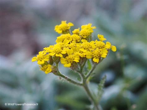 Achillea Tomentosa Wild In Provence