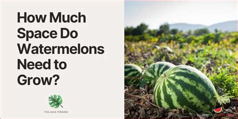 Optimal Watermelon Plant Spacing: How Far Apart to Plant Watermelon - [Updated January 2025 ]