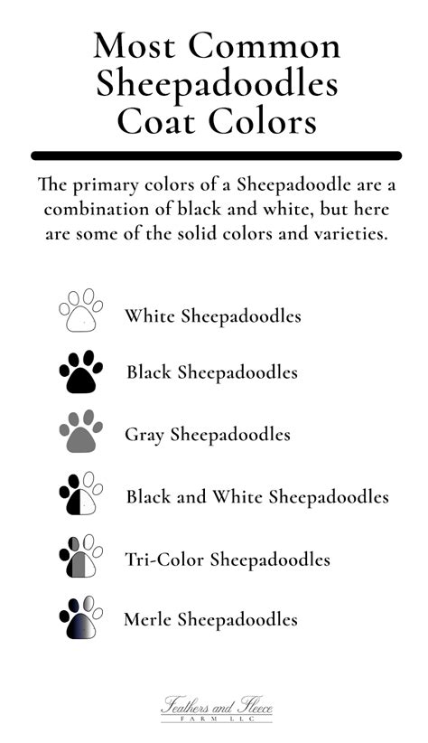 Sheepadoodle Colors: Types of Colors and Coat Varieties