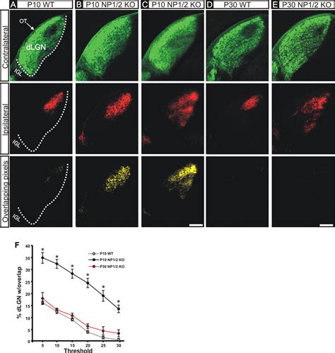 Neuronal Pentraxins Mediate Synaptic Refinement In The Developing