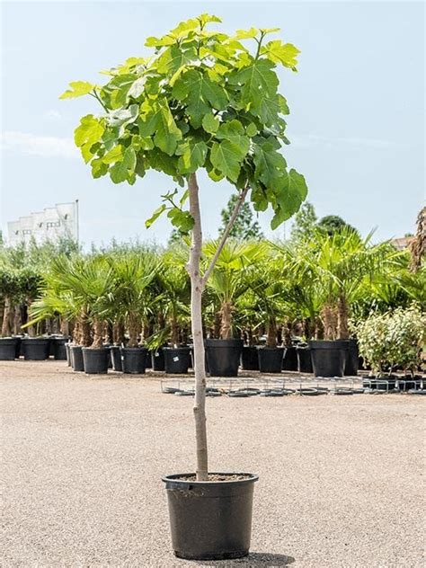 Feige Brown Turkey Baum 160 200 Cm Ficus Carica Brown Turkey