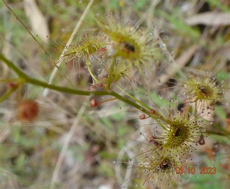 Tall Sundew From Warrak Vic Australia On October At