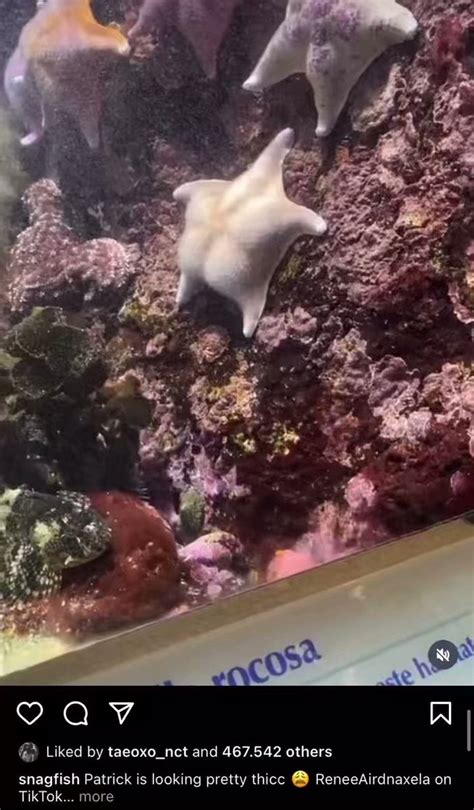 Rin 20 On Twitter That Is A Thicc Starfish Though Lol