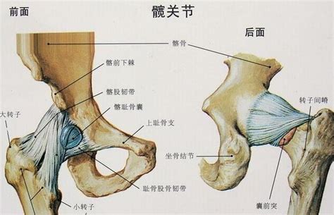 髖關節解剖知識知多少很詳細建議收藏 壹讀