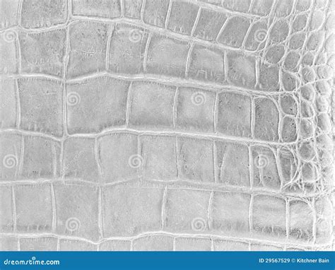 Leather Hide Stock Image Image Of Brown Hide Furniture 29567529