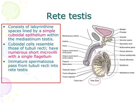 PPT Histology Of Male Reproductive System PowerPoint Presentation