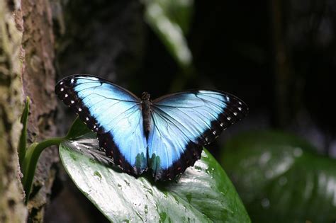 Inseto Borboleta Natureza Ao Ar Foto Gratuita No Pixabay Pixabay