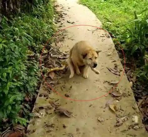 15歲土狗在村口等主人回家，網友湊近一看後，忍不住流淚了 每日頭條