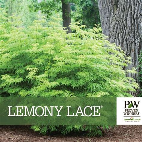 Sambucus Lemony Lace Oceanview Home And Garden