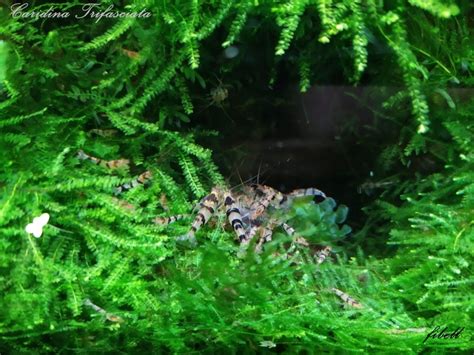 Krewetki Caridina Trifasciata Szt Od Fibell