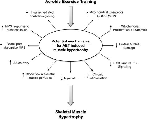 Aerobic Training Effect On Mitochondria