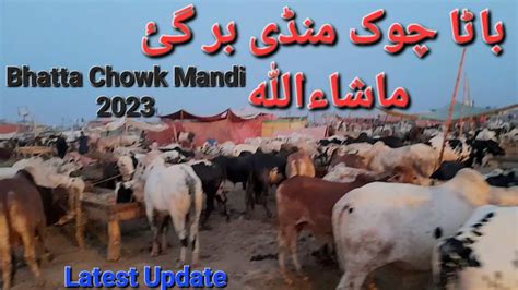 Bhatta Chowk Mandi 2023 Latest Updates 19 June 2023 Islamabad