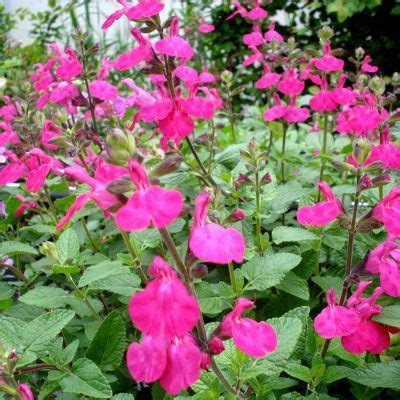 SALVIA Microphylla Cera Potosi Horticulture Dumont