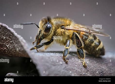 Western Honey Bee Apis Mellifera European Honey Bee Stock Photo Alamy