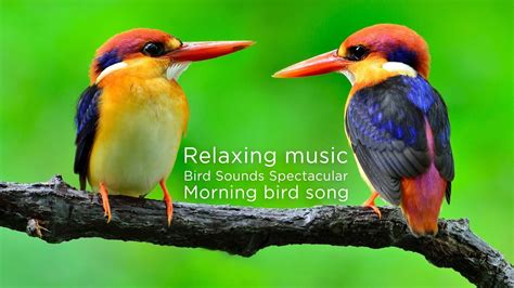 Relaxing Music Bird Sounds Spectacular Morning Bird Song Youtube