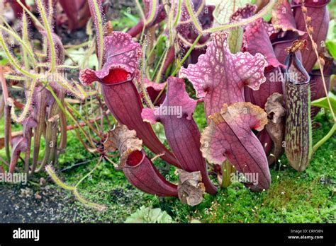 Native California Plants High Resolution Stock Photography and Images ...