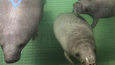 Cincinnati Zoo Welcomes Three Orphaned Baby Manatees From Florida