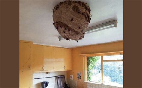 Huge Asian Hornet Nests Were Discovered In Abandoned House Prompting