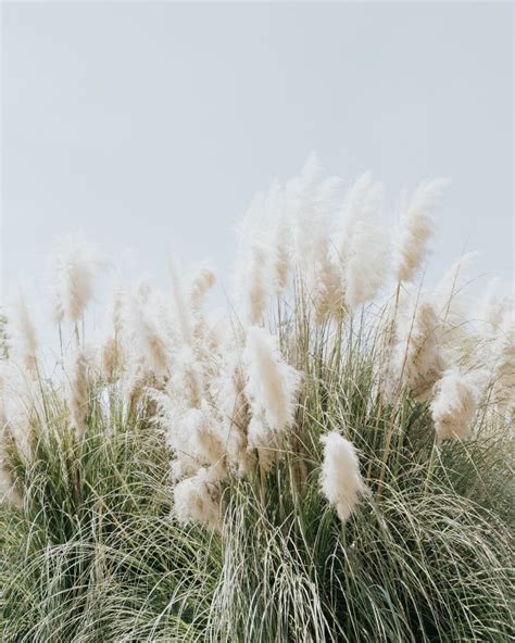 Ornamental Grasses The Drama Queens Of Your Garden